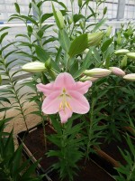 [4210 Canaletto No01.JPG]